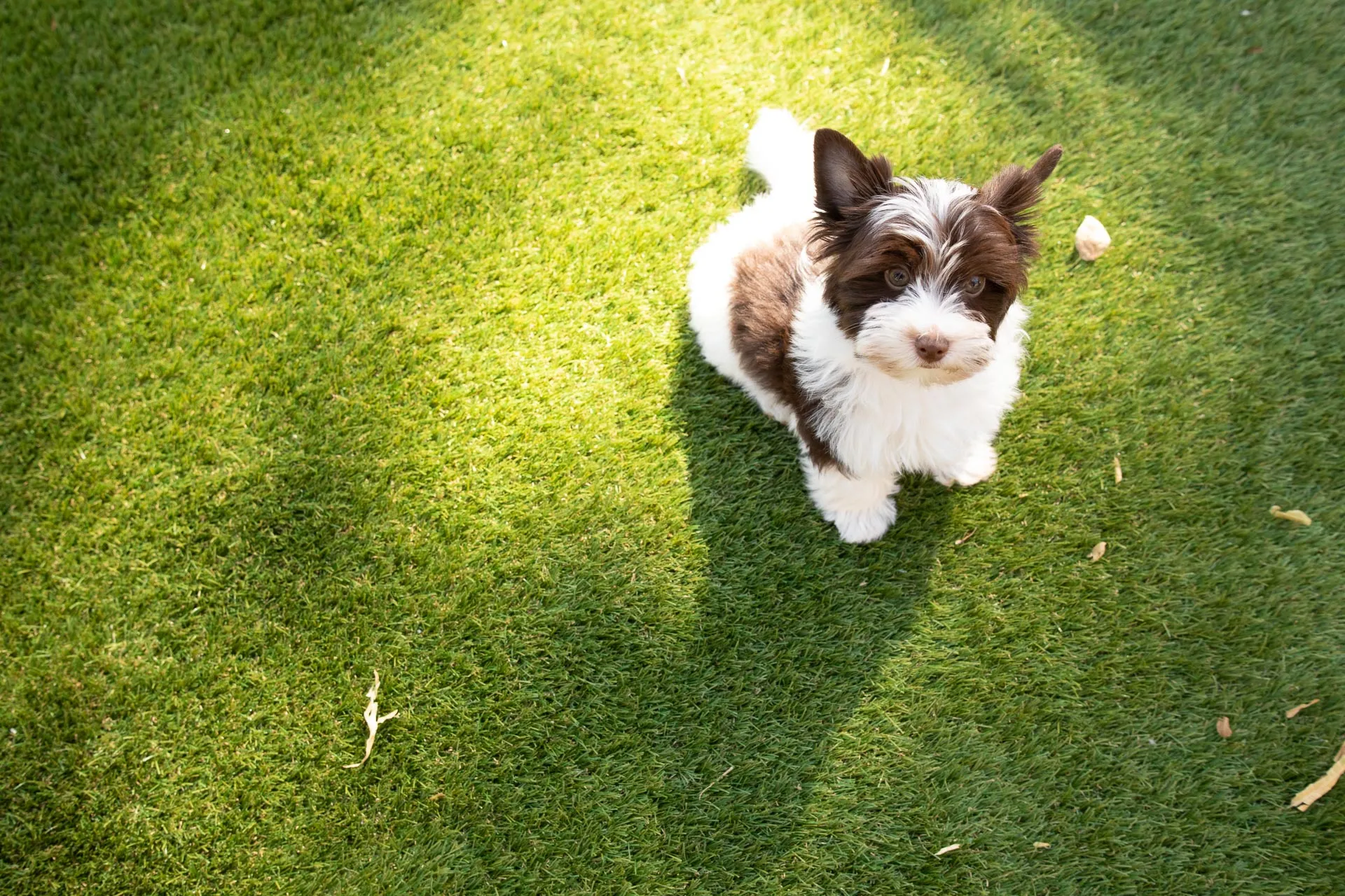 Pet Areas